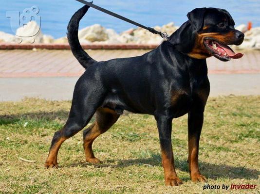 PoulaTo: Rottweiler κουτάβι